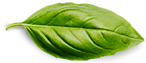 basil leaf